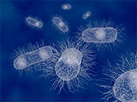 ЕЗ – это настоящая колония для микроорганизмов
